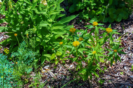 Bright yellow Bidens flowers with its daisy-like blooms on a sunny day. spring time in the gardenの写真素材