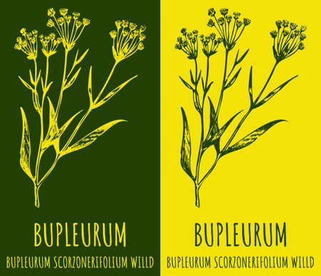 Vector drawing Bupleurum. hand drawn illustration. The Latin name is Bupleurum scorzonerifolium.のイラスト素材