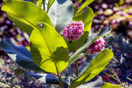 Asclepias syriaca. Milkweed American is a genus of herbaceous, perennial, flowering plants known as milkweedsの写真素材