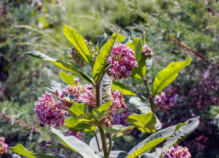 Asclepias syriaca. Milkweed American is a genus of herbaceous, perennial, flowering plants known as milkweedsの写真素材