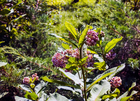 Asclepias syriaca. Milkweed American is a genus of herbaceous, perennial, flowering plants known as...