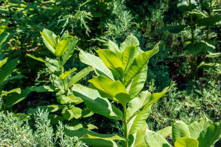 Asclepias syriaca. Milkweed American is a genus of herbaceous, perennial, flowering plants known as milkweedsの写真素材