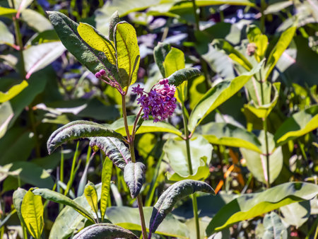Asclepias syriaca. Milkweed American is a genus of herbaceous, perennial, flowering plants known as milkweedsの写真素材