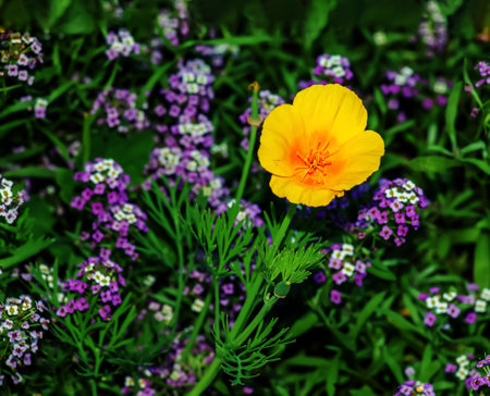 Eschscholzia californica, the California poppy, golden poppy, California sunlight or cup of gold, a species of flowering plant in the family Papaveraceaeの写真素材