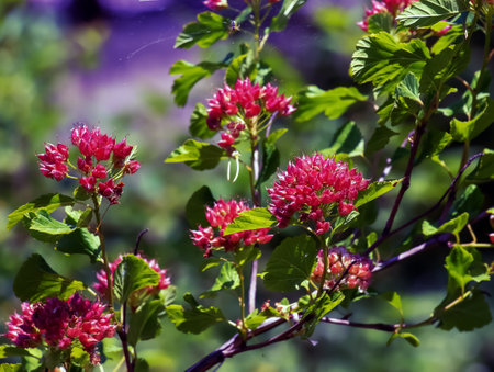 Close-up of a bush with maroon leaves and red berries Physocarpus opulifolius.の写真素材