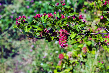 Close-up of a bush with maroon leaves and red berries Physocarpus opulifolius.の写真素材