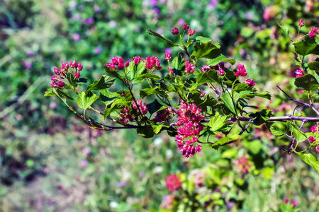 Close-up of a bush with maroon leaves and red berries Physocarpus opulifolius.の写真素材