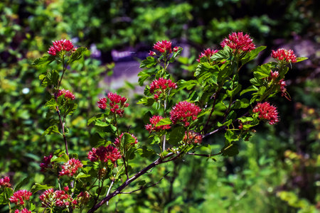 Close-up of a bush with maroon leaves and red berries Physocarpus opulifolius.の写真素材