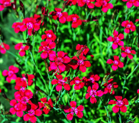 Dianthus deltoides brilliant red or carnation flowers with greenの写真素材