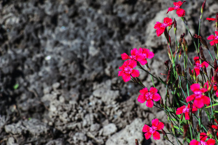 Dianthus deltoides brilliant red or carnation flowers with greenの写真素材