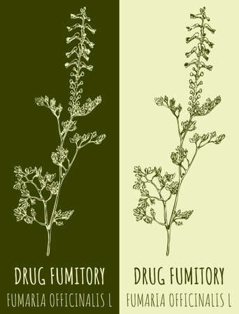 Vector drawing DRUG FUMITORY. hand drawn illustration. The Latin name is FUMARIA OFFICINALIS L.のイラスト素材