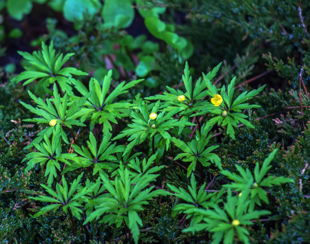 Anemone ranunculoides grows and blooms in the garden in springの写真素材