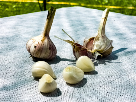 Garlic cloves and a head of garlic on a gray burlap.の写真素材