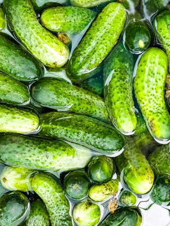 Background of fresh green cucumbers. Preparation of cucumbers for preservation. Cucumbers in water.の写真素材