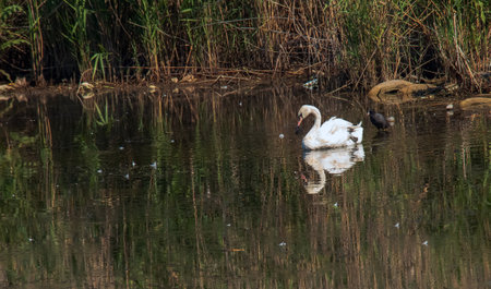 A beautiful white swan swims in the water. Behavior of a wild bird in nature. Animal wildlife wallpaper background.の写真素材