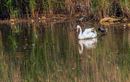 A beautiful white swan swims in the water. Behavior of a wild bird in nature. Animal wildlife wallpaper background.の写真素材