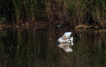 A beautiful white swan swims in the water. Behavior of a wild bird in nature. Animal wildlife wallpaper background.の写真素材