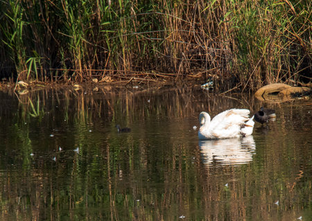 A beautiful white swan swims in the water. Behavior of a wild bird in nature. Animal wildlife wallpaper background.の写真素材