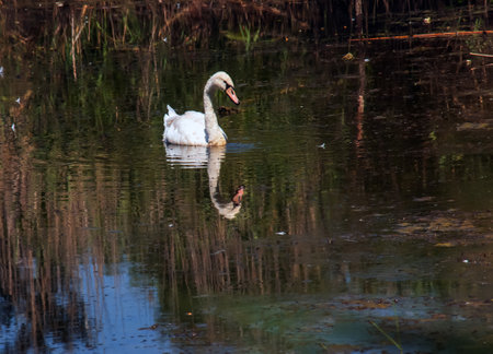 A beautiful white swan swims in the water. Behavior of a wild bird in nature. Animal wildlife wallpaper background.の写真素材