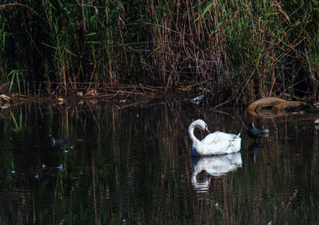 A beautiful white swan swims in the water. Behavior of a wild bird in nature. Animal wildlife wallpaper background.の写真素材