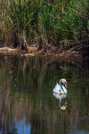 A beautiful white swan swims in the water. Behavior of a wild bird in nature. Animal wildlife wallpaper background.の写真素材