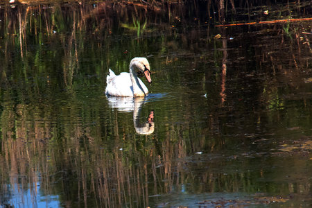 A beautiful white swan swims in the water. Behavior of a wild bird in nature. Animal wildlife wallpaper background.の写真素材