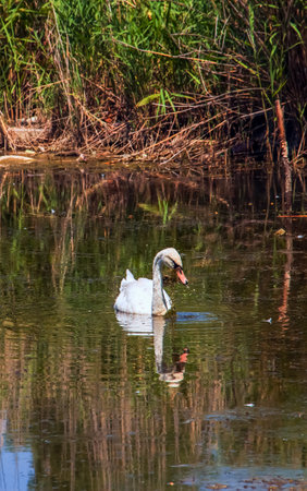 A beautiful white swan swims in the water. Behavior of a wild bird in nature. Animal wildlife wallpaper background.の写真素材