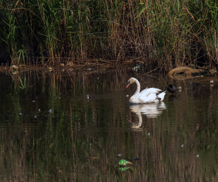 A beautiful white swan swims in the water. Behavior of a wild bird in nature. Animal wildlife wallpaper background.の写真素材
