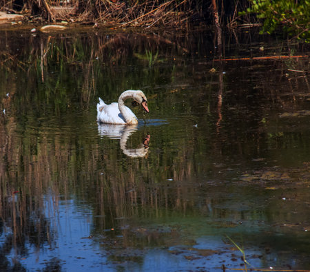 A beautiful white swan swims in the water. Behavior of a wild bird in nature. Animal wildlife wallpaper background.の写真素材