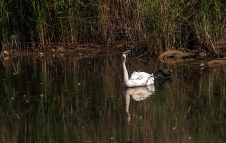 A beautiful white swan swims in the water. Behavior of a wild bird in nature. Animal wildlife wallpaper background.の写真素材
