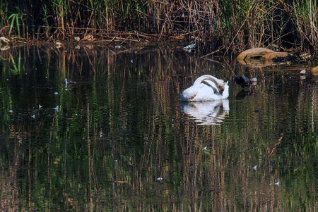 A beautiful white swan swims in the water. Behavior of a wild bird in nature. Animal wildlife wallpaper background.の写真素材