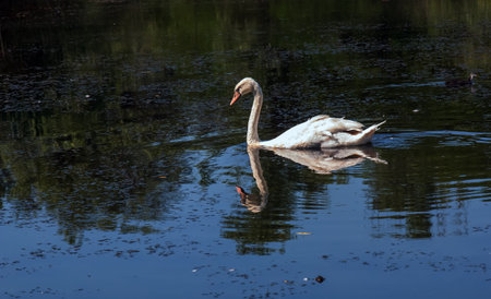 A beautiful white swan swims in the water. Behavior of a wild bird in nature. Animal wildlife wallpaper background.の写真素材