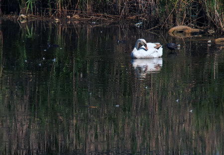 A beautiful white swan swims in the water. Behavior of a wild bird in nature. Animal wildlife wallpaper background.の写真素材