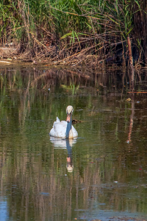 A beautiful white swan swims in the water. Behavior of a wild bird in nature. Animal wildlife wallpaper background.の写真素材