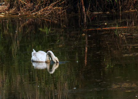 A beautiful white swan swims in the water. Behavior of a wild bird in nature. Animal wildlife wallpaper background.の写真素材