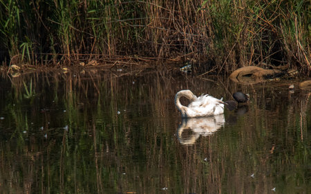 A beautiful white swan swims in the water. Behavior of a wild bird in nature. Animal wildlife wallpaper background.の写真素材