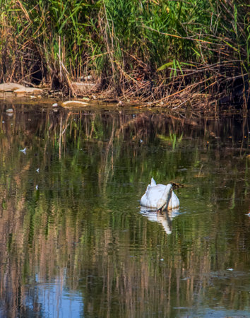 A beautiful white swan swims in the water. Behavior of a wild bird in nature. Animal wildlife wallpaper background.の写真素材