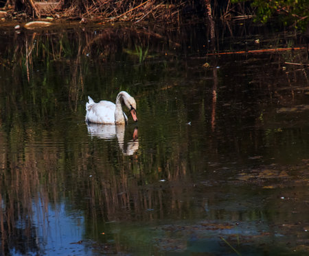 A beautiful white swan swims in the water. Behavior of a wild bird in nature. Animal wildlife wallpaper background.の写真素材