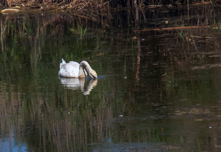 A beautiful white swan swims in the water. Behavior of a wild bird in nature. Animal wildlife wallpaper background.の写真素材