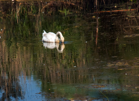 A beautiful white swan swims in the water. Behavior of a wild bird in nature. Animal wildlife wallpaper background.の写真素材