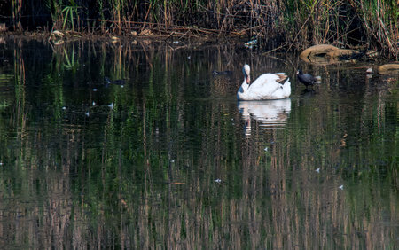 A beautiful white swan swims in the water. Behavior of a wild bird in nature. Animal wildlife wallpaper background.の写真素材
