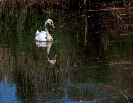 A beautiful white swan swims in the water. Behavior of a wild bird in nature. Animal wildlife wallpaper background.の写真素材