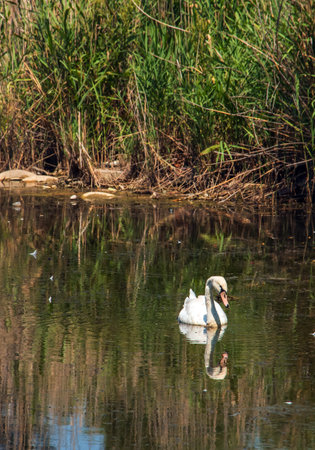 A beautiful white swan swims in the water. Behavior of a wild bird in nature. Animal wildlife wallpaper background.の写真素材