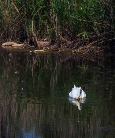 A beautiful white swan swims in the water. Behavior of a wild bird in nature. Animal wildlife wallpaper background.の写真素材