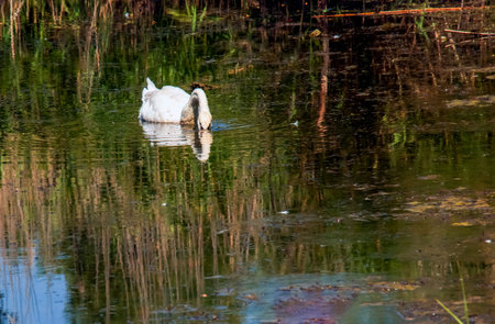 A beautiful white swan swims in the water. Behavior of a wild bird in nature. Animal wildlife wallpaper background.の写真素材