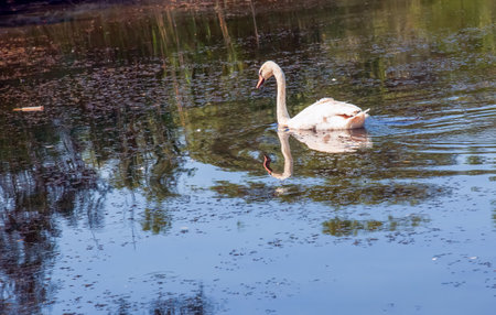 A beautiful white swan swims in the water. Behavior of a wild bird in nature. Animal wildlife wallpaper background.の写真素材