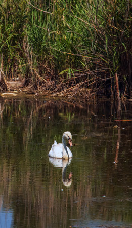 A beautiful white swan swims in the water. Behavior of a wild bird in nature. Animal wildlife wallpaper background.の写真素材