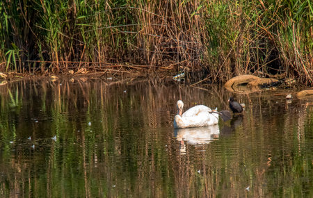 A beautiful white swan swims in the water. Behavior of a wild bird in nature. Animal wildlife wallpaper background.の写真素材