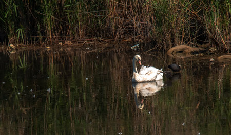 A beautiful white swan swims in the water. Behavior of a wild bird in nature. Animal wildlife wallpaper background.の写真素材