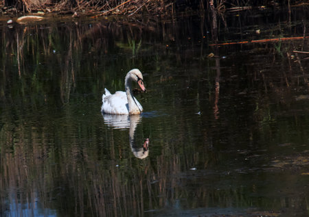 A beautiful white swan swims in the water. Behavior of a wild bird in nature. Animal wildlife wallpaper background.の写真素材